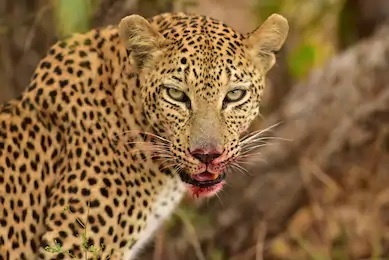 Bao hoa mai cai lieu mang trom do an tu con duc hinh anh