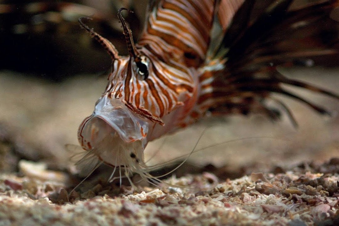 Ky nang san moi doc dao cua ca su tu hinh anh