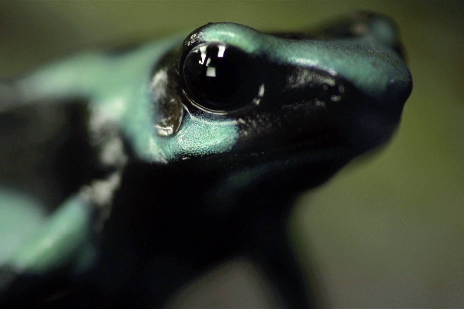 Giai ma chat doc du giet 10 nguoi cua loai ech la hinh anh