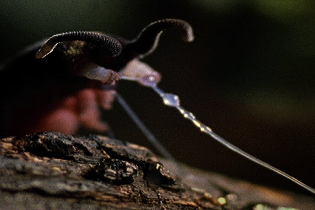 Giai ma cach san moi giong 'Nguoi Nhen' cua loai giun nhung hinh anh