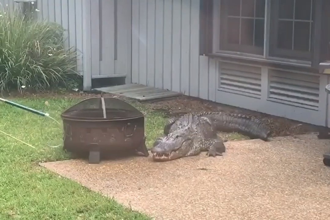 Ca sau hung du dot nhap vao nha dan hinh anh