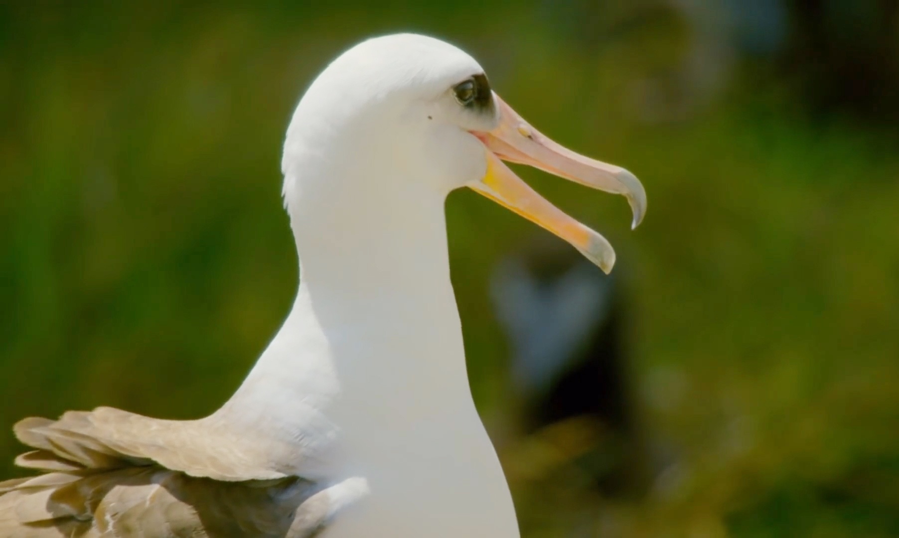 Day la con chim gia nhat the gioi hinh anh