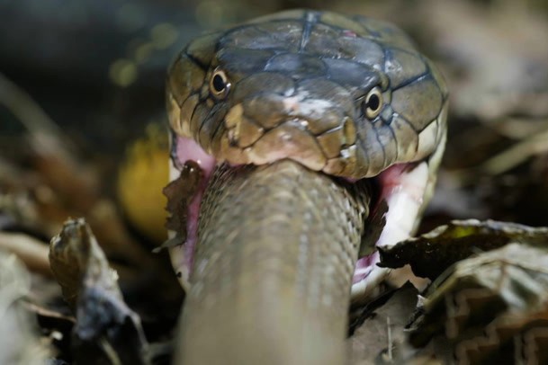 Cach san moi hieu qua cua ho mang chua hinh anh