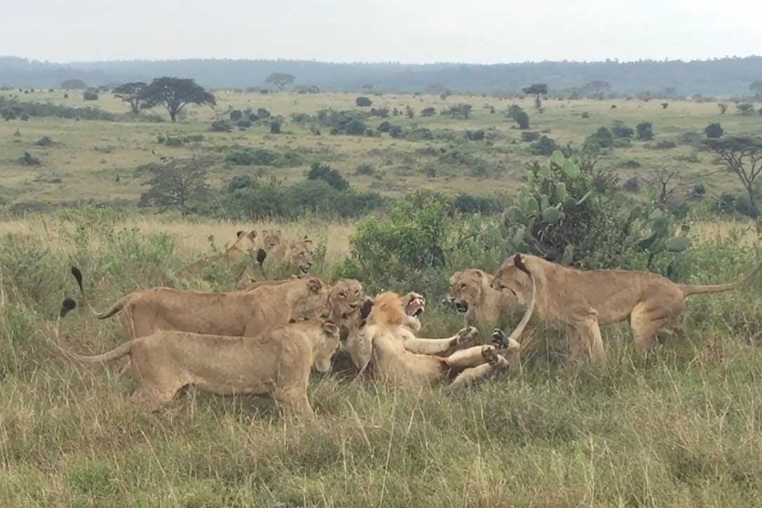 9 con su tu cai tan cong su tu duc hinh anh