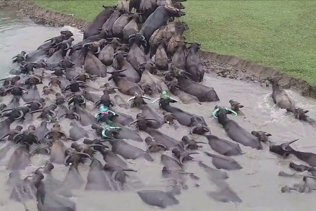 Hang tram con trau boi qua song an co hinh anh