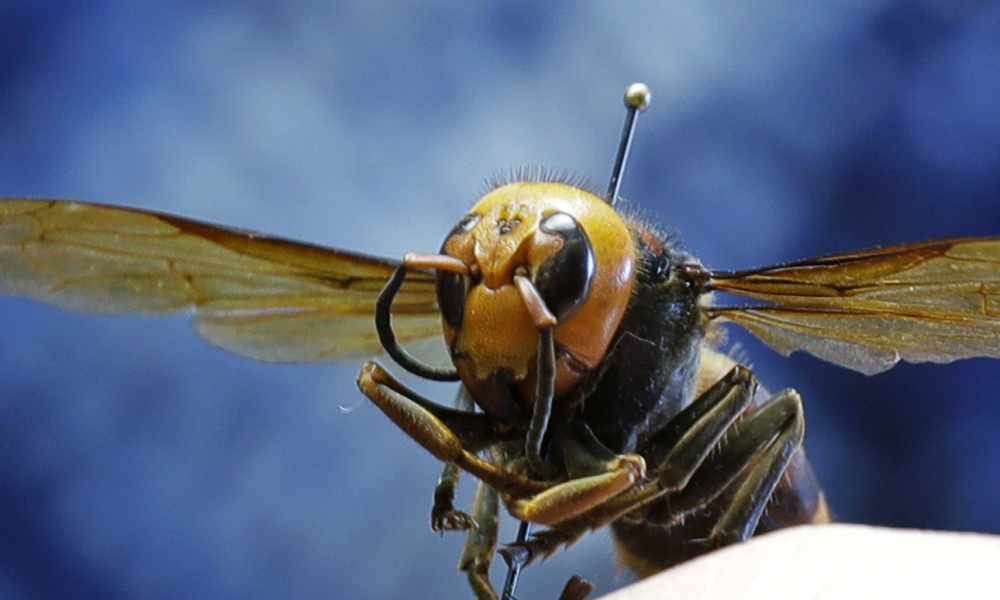 Ban se ra sao neu bi dan ong bap cay sat thu tan cong? hinh anh