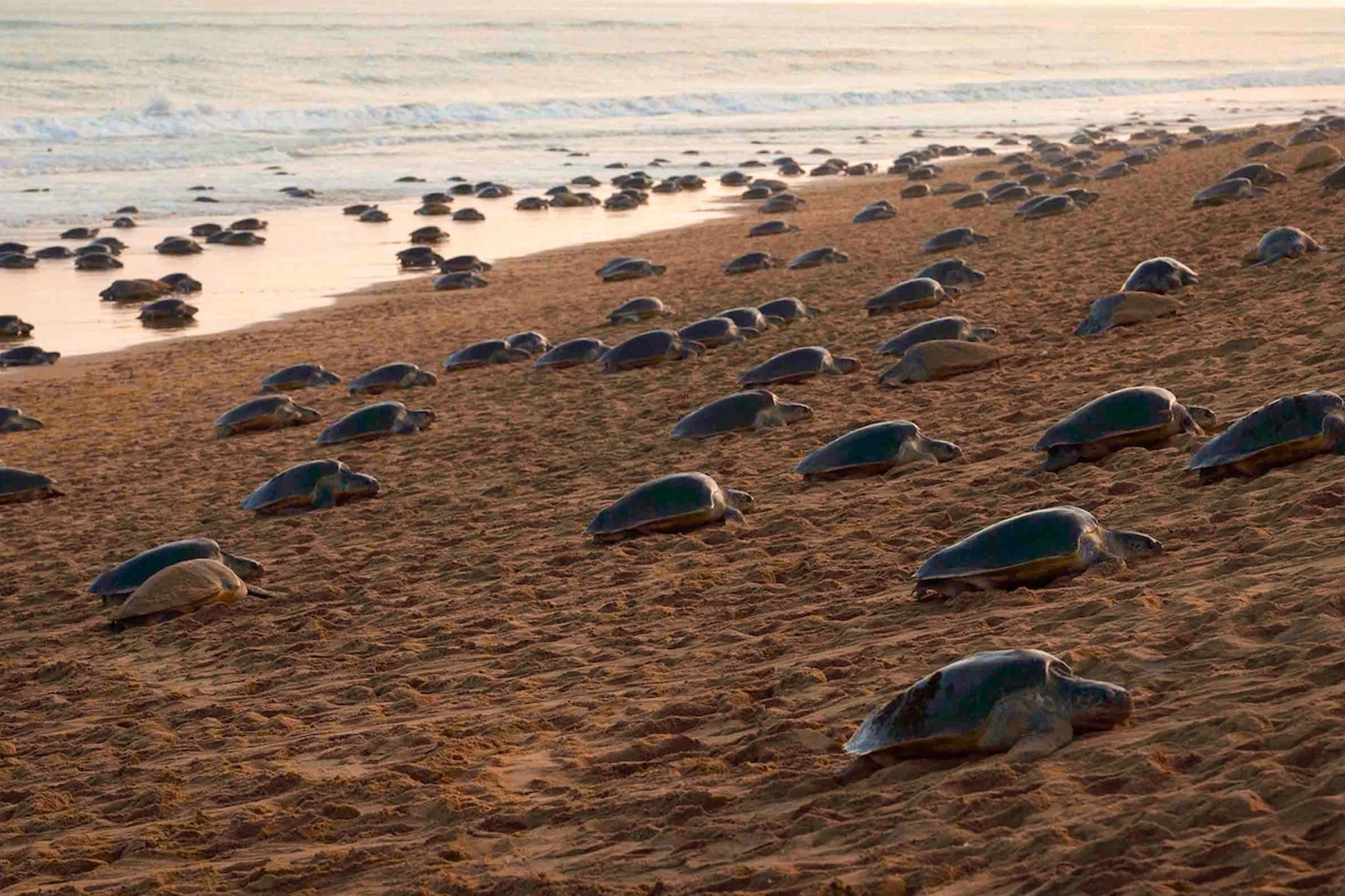 20 trieu con vich no tren cac bai bien o An Do hinh anh