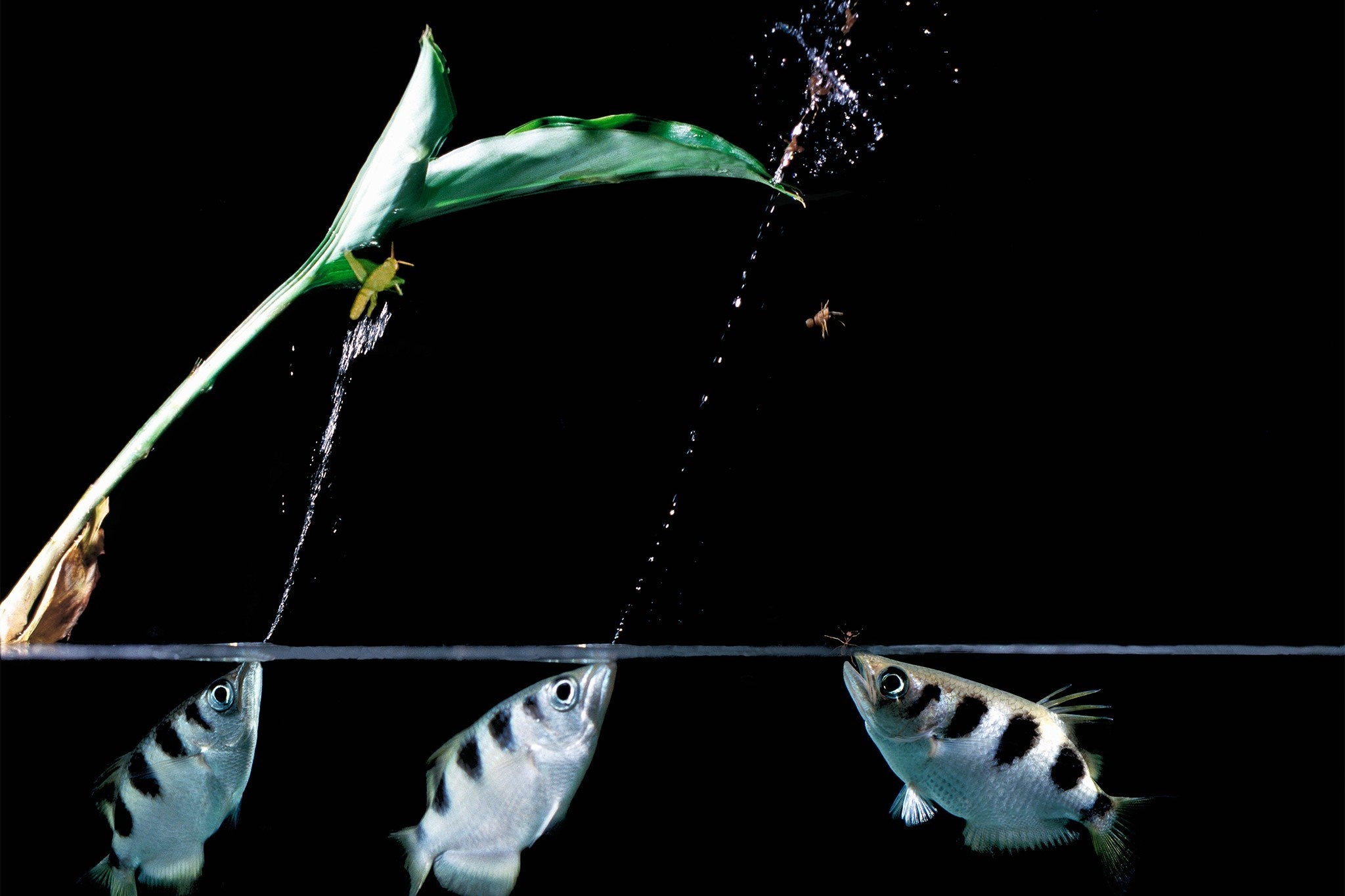 Loai ca san moi bang cach phun nuoc len khong trung hinh anh