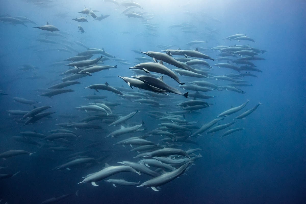 Hang nghin con ca heo spinner phoi hop san moi hinh anh