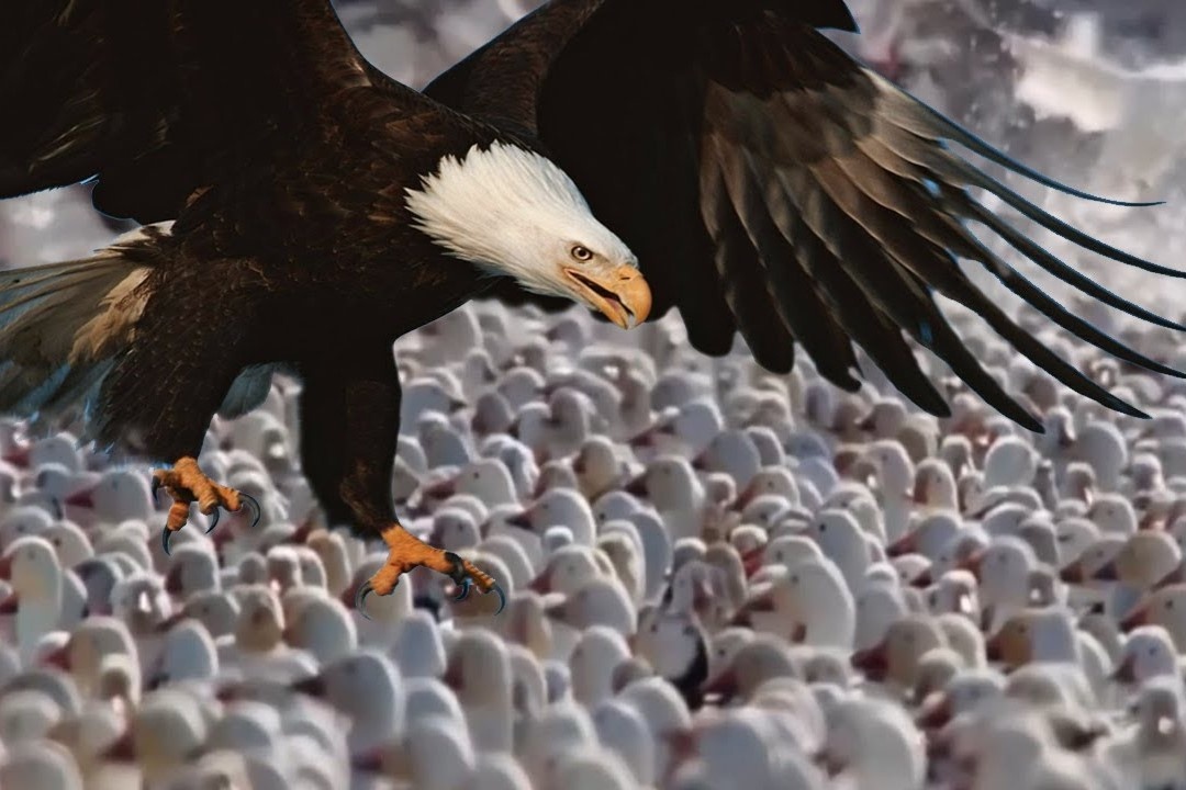 Dai bang dau hoi san ngong tuyet mua di cu hinh anh