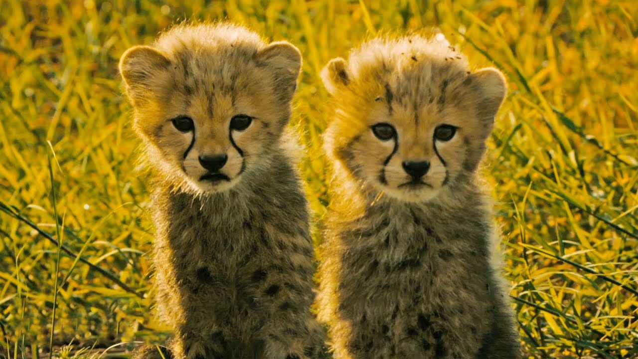 Bao me danh duoi bay cho rung de bao ve dan con hinh anh