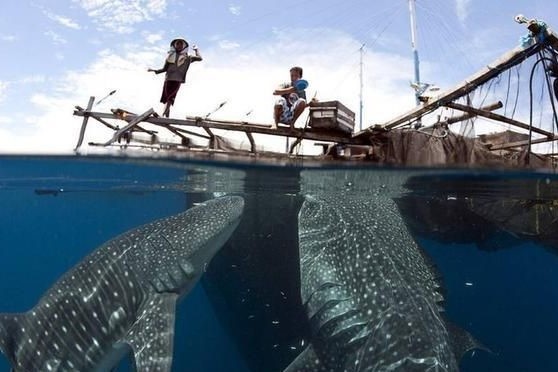 Ngu dan Indonesia cho dan ca nham voi khong lo an hinh anh