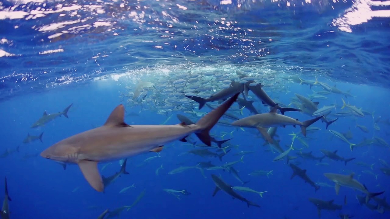 Hon 40 con ca map hop tac vay bat dan ca moi khong lo hinh anh