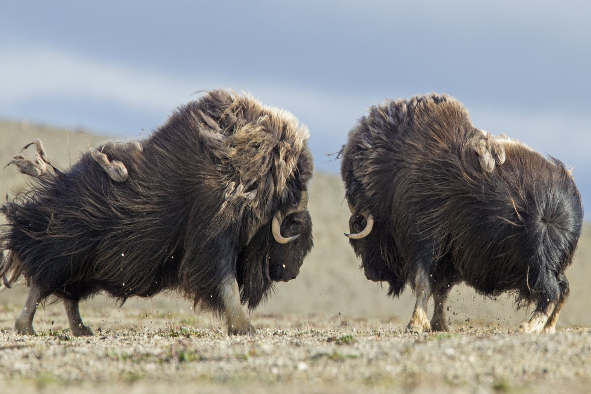 Bo xa huong quyet dau danh ban tinh hinh anh