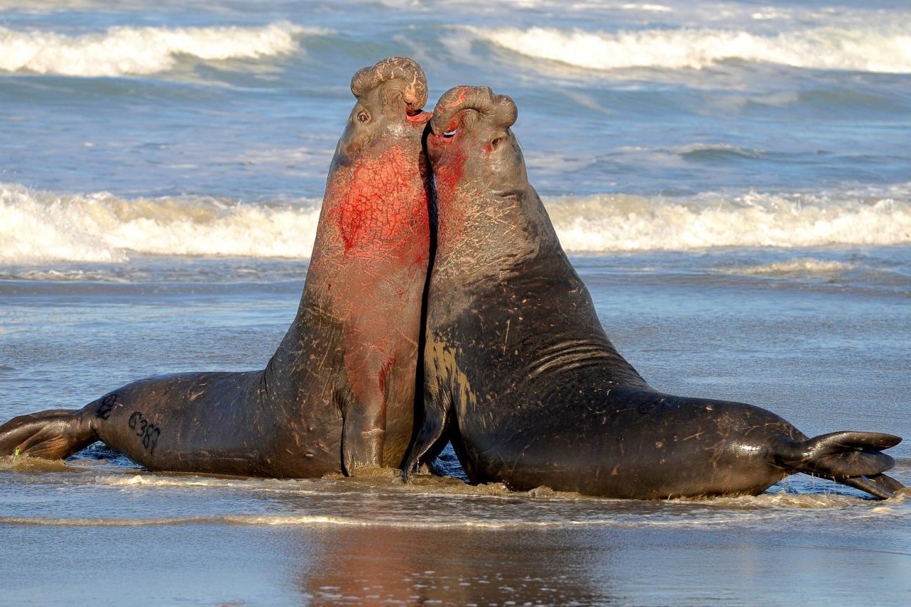 Cuoc chien can suc giua hai con hai tuong nang 4 tan hinh anh