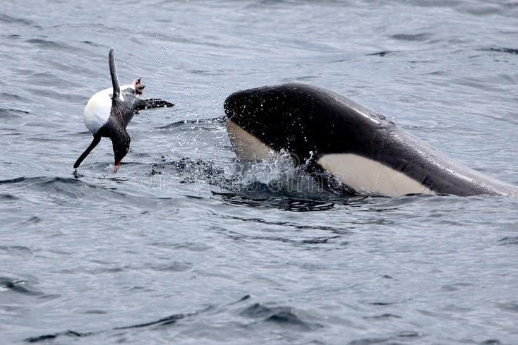 Chim canh cut lot vao tran dia cua dan ca voi sat thu hinh anh