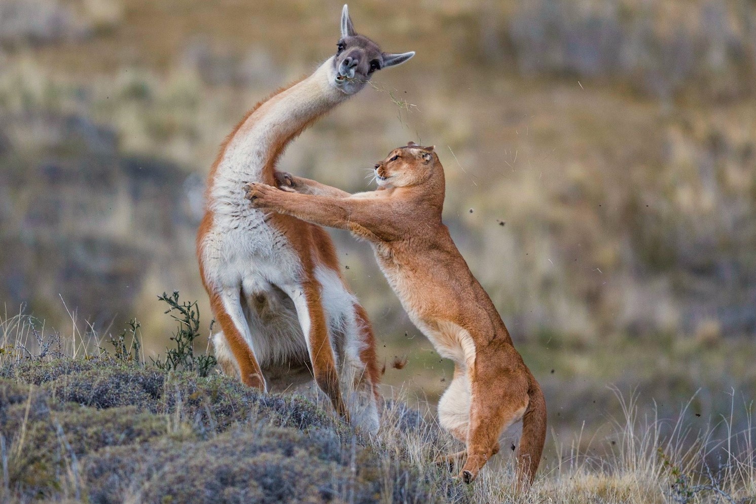 Bao su tu san lac da Guanaco tren day Andes hinh anh