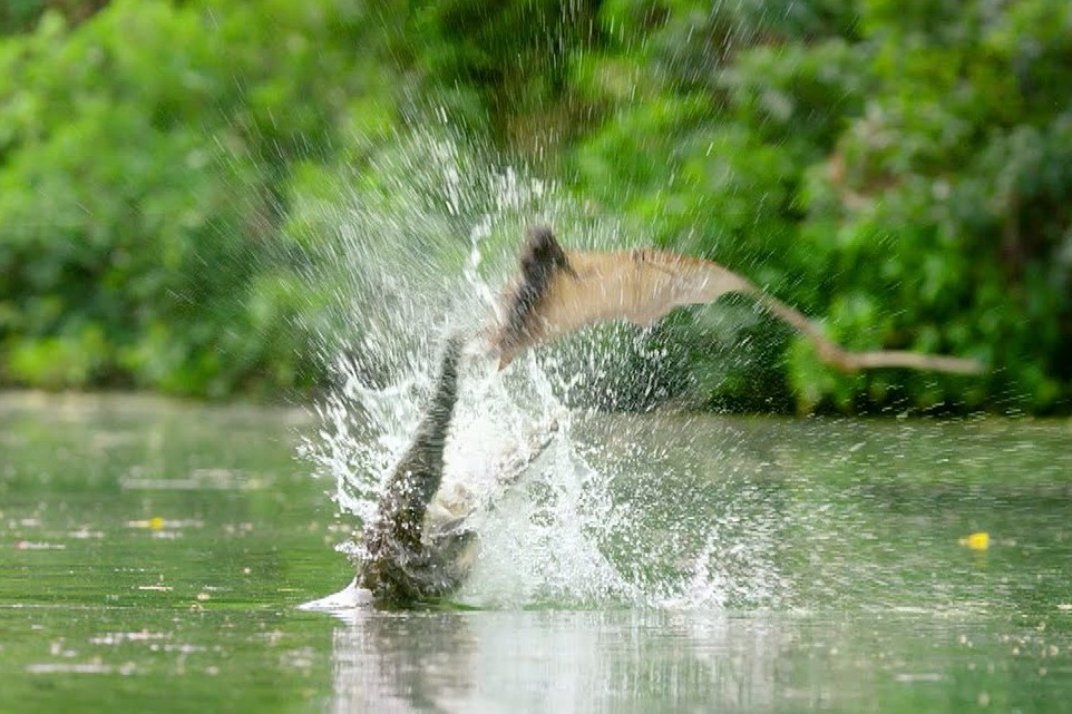 Ca sau phi len mat nuoc de san doi qua do hinh anh
