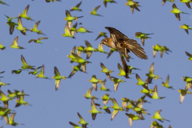 Dieu hau san dan vet yen phung 10.000 con hinh anh