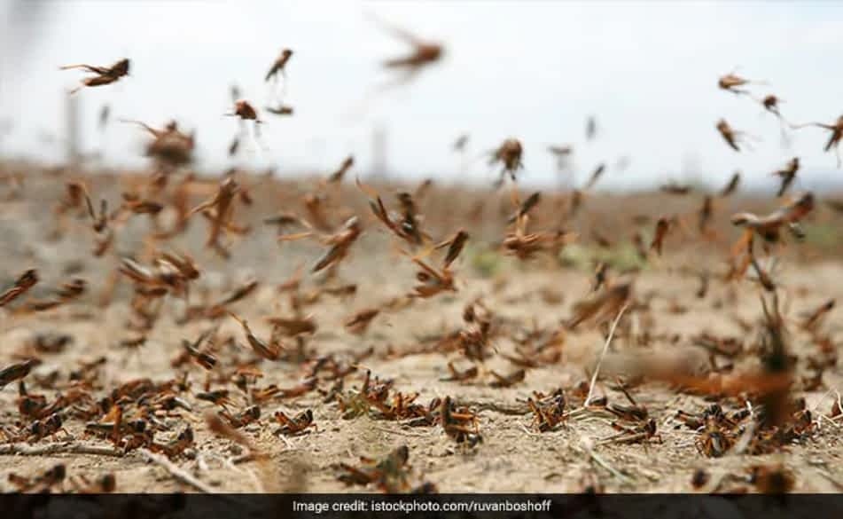 Dai dich chau chau toi te nhat 27 nam dang tan pha An Do hinh anh