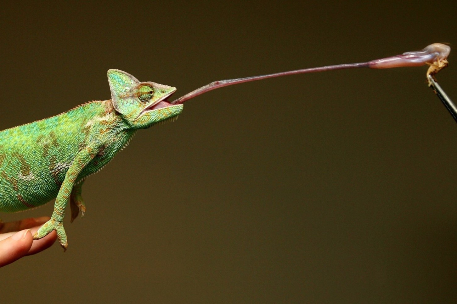 Cach san moi doc dao cua tac ke hoa hinh anh