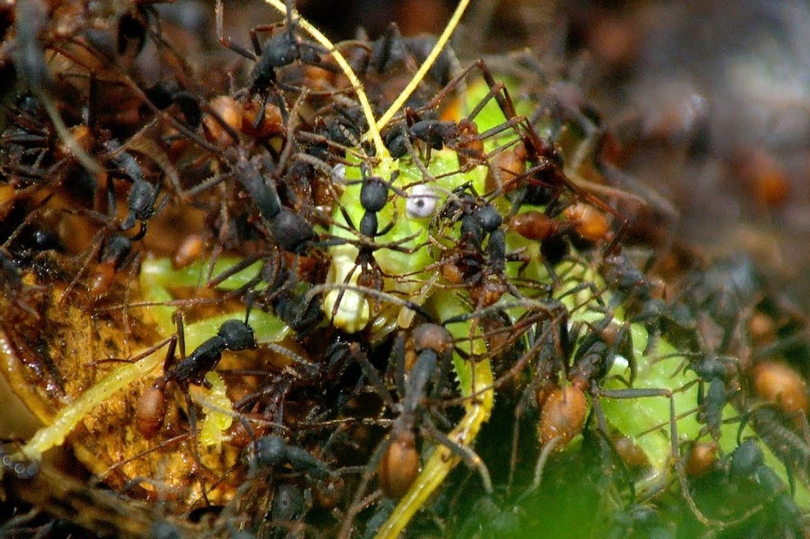 Dan kien hang trieu con can quet the gioi hoang da hinh anh