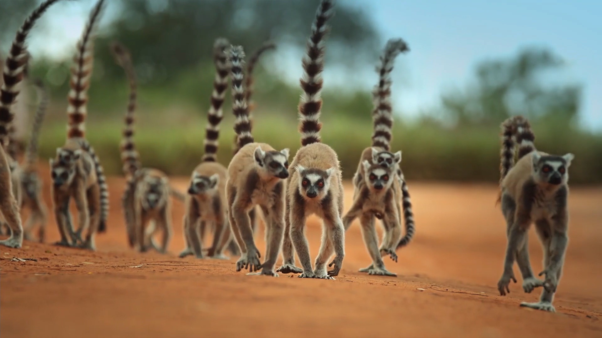 4 'bang dang' vuon cao duoi chuong hon chien gianh lanh tho hinh anh