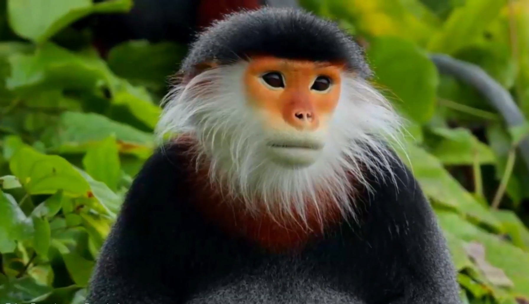 Loai vooc nhieu mau sac nhat the gioi hinh anh