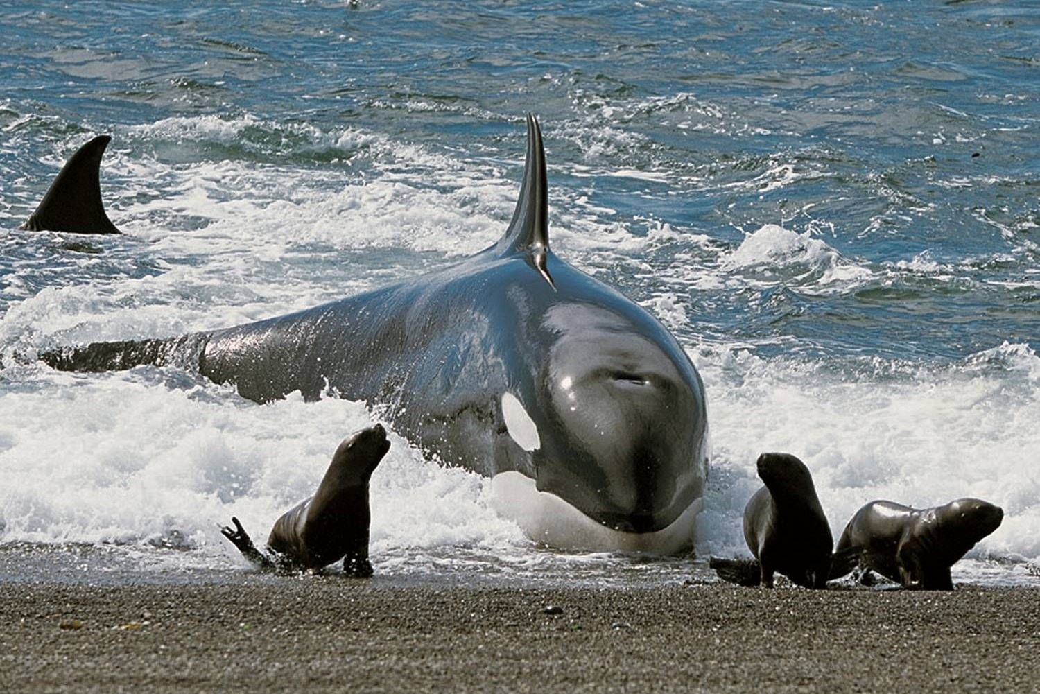 Ca voi sat thu san su tu bien ngay sat bo hinh anh