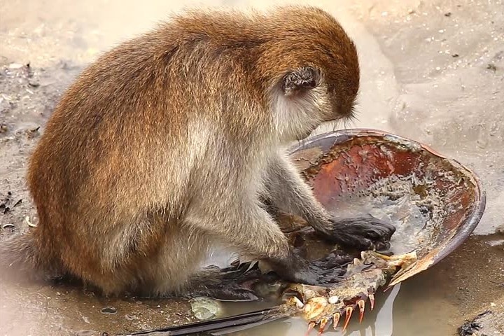 Loai khi biet su dung cong cu de an hai san hinh anh