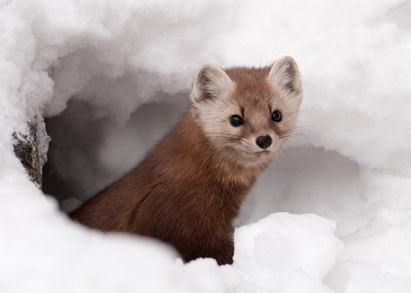 Chon san chuot duoi me cung tuyet rung taiga hinh anh