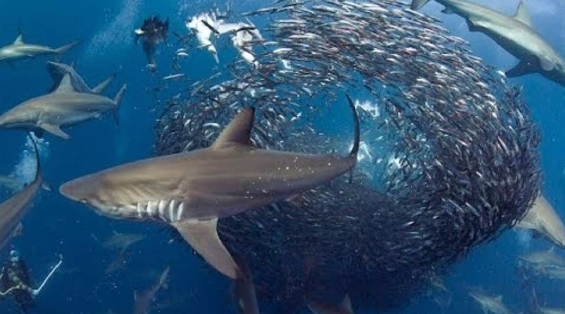 Su tu bien hop tac cung ca map, ca voi vay bat dan ca moi khong lo hinh anh