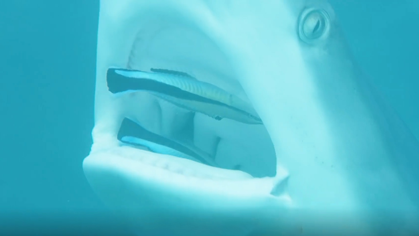 Dan ca lao thang vao mieng ca map de 'danh rang' hinh anh