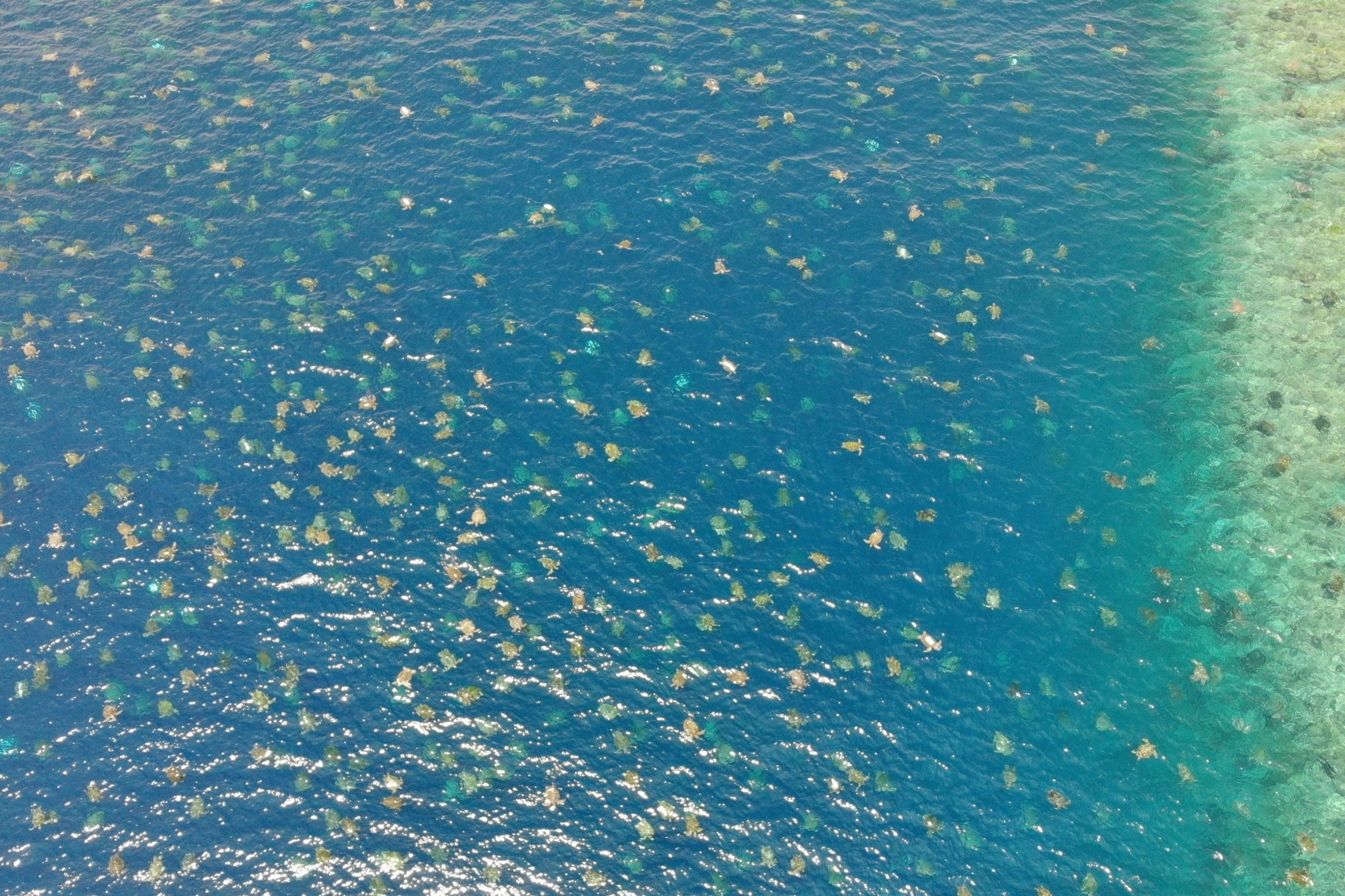 Su dung drone de dem hang chuc nghin rua bien o Australia hinh anh