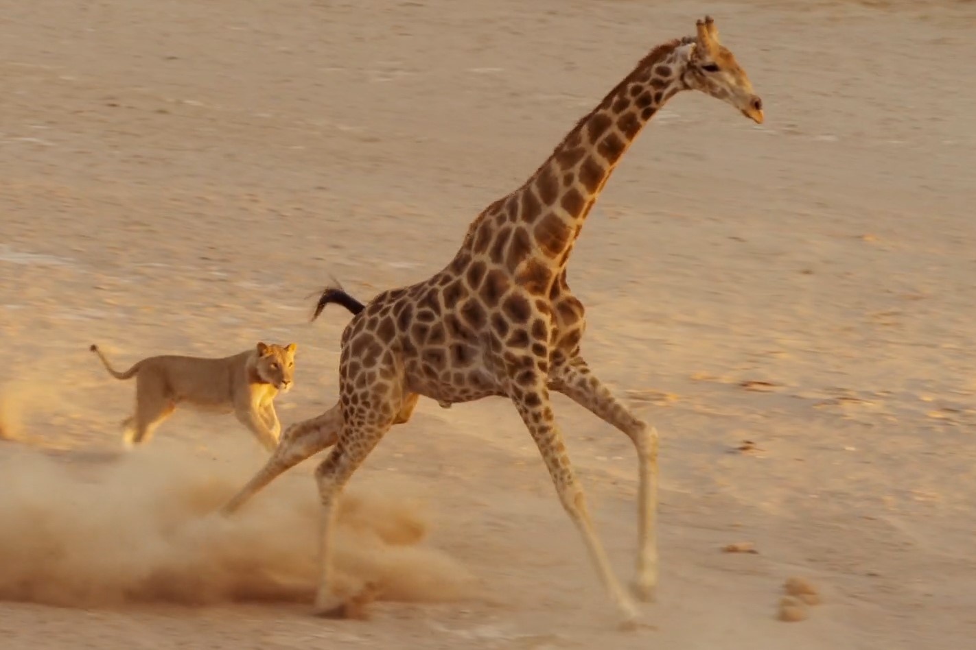 Dai gia dinh su tu di san huou cao co hinh anh