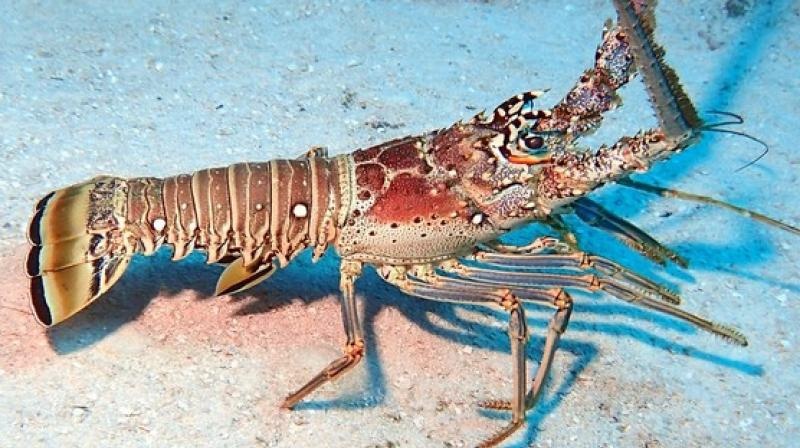 Tom hum quyet chien de gianh cho sinh san hinh anh