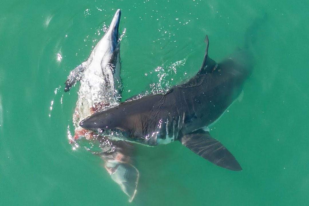 Drone quay duoc canh ca map trang an thit ca heo tren bien hinh anh