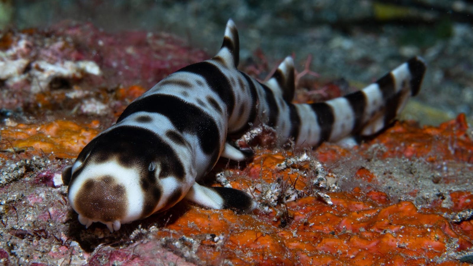 Nhung loai ca map co kha nang 'di bo' duoi day bien hinh anh