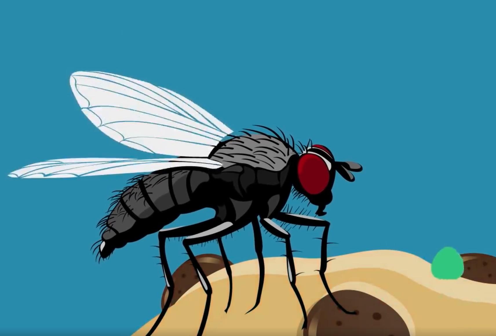 Dieu gi xay ra khi ruoi dau vao thuc an? hinh anh