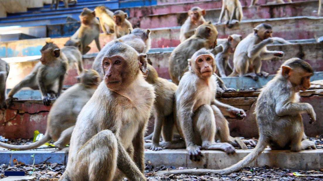 Thanh pho Thai Lan bi hang nghin con khi xam chiem hinh anh