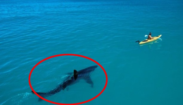 Drone quay canh ca map an nap ben duoi nguoi luot song o Nam Phi hinh anh