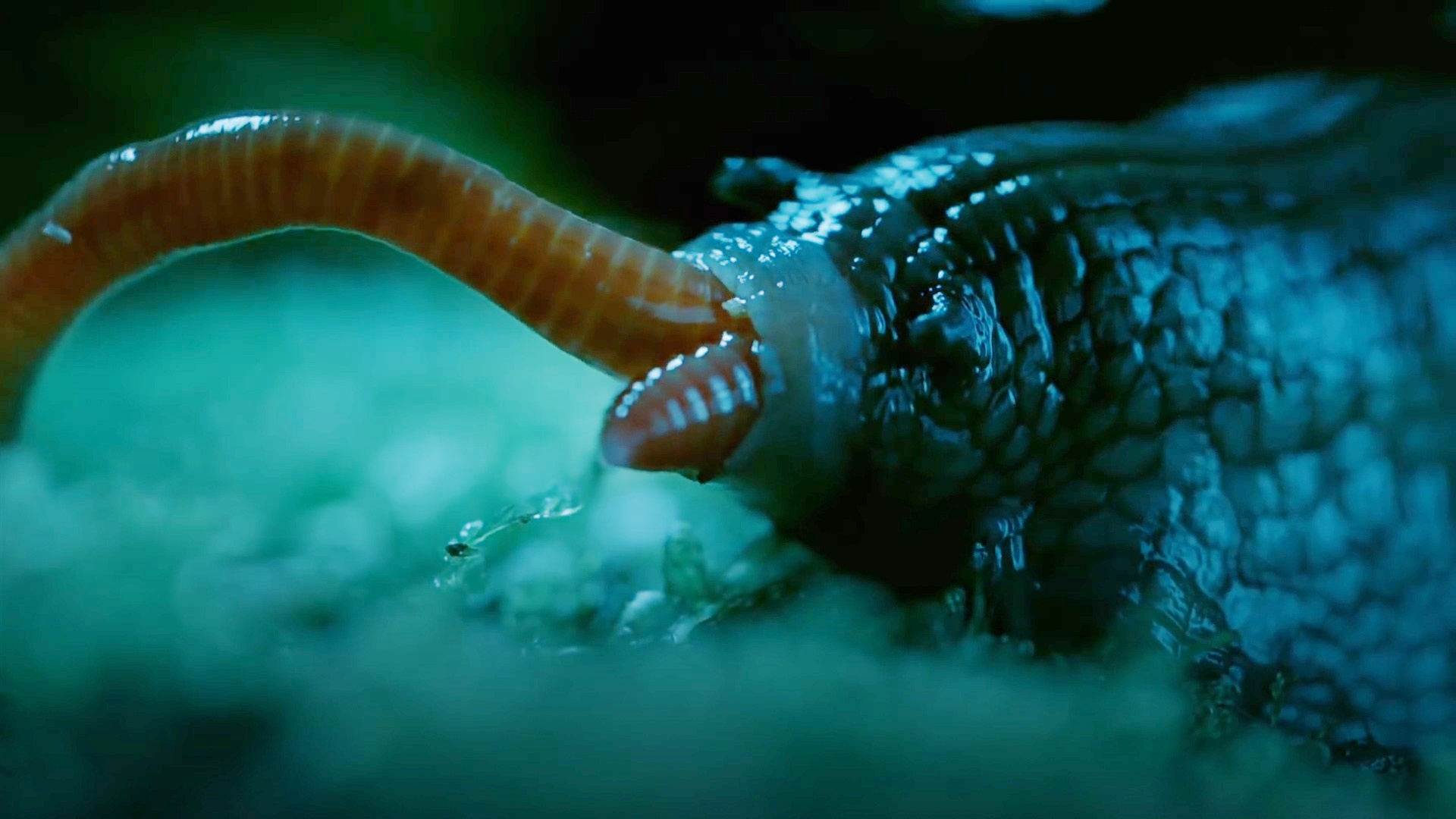 Oc sen khong lo an thit giun dat nhu trong phim kinh di hinh anh