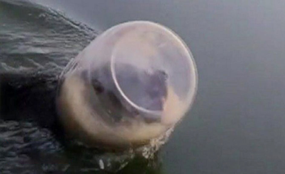 Giai cuu chu gau bi mac ket dau trong hop nhua hinh anh