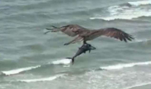 Chim san moi tha ca map con song tren bai bien o My hinh anh