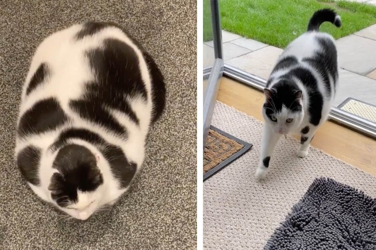 Chu meo noi tieng mang xa hoi vi qua beo hinh anh