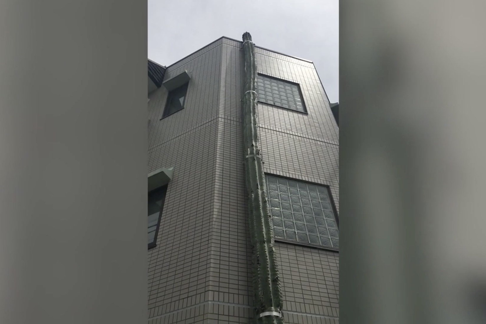 Cay xuong rong khong lo 40 nam tuoi moc canh toa nha cao tang hinh anh