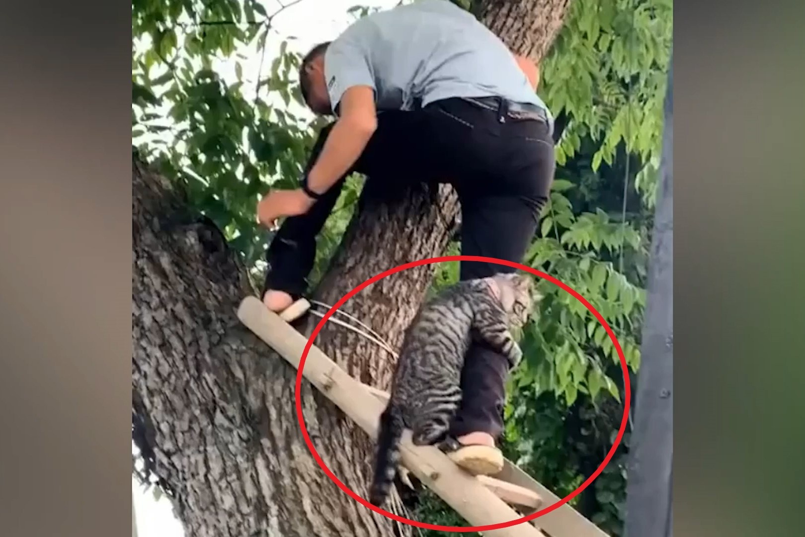 Con meo so do cao khien cong dong mang thich thu hinh anh