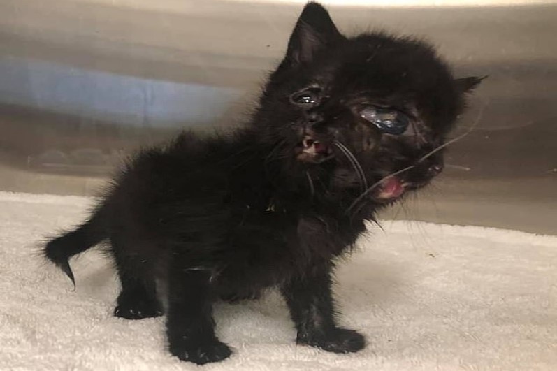 Con meo co hai mat, hai mui, hai mieng va bon mat hinh anh