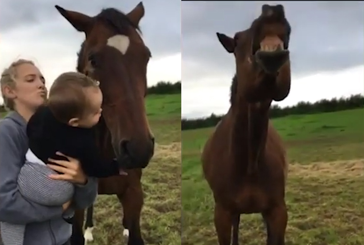 Con ngua nhe rang cuoi lon khi duoc cau be hon len ma hinh anh