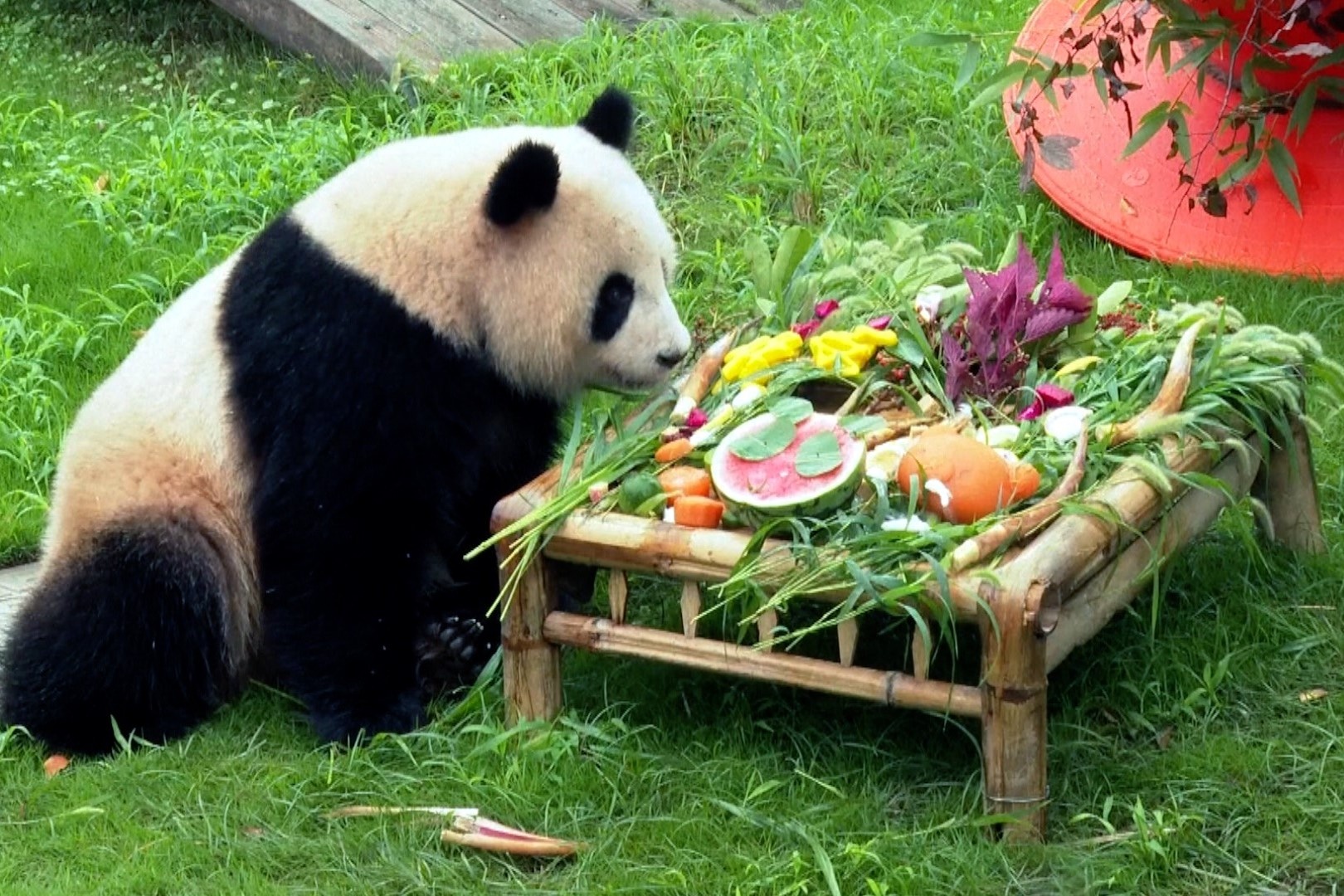 Sinh nhat mung 2 tuoi cua be gau truc nang 67 kg hinh anh